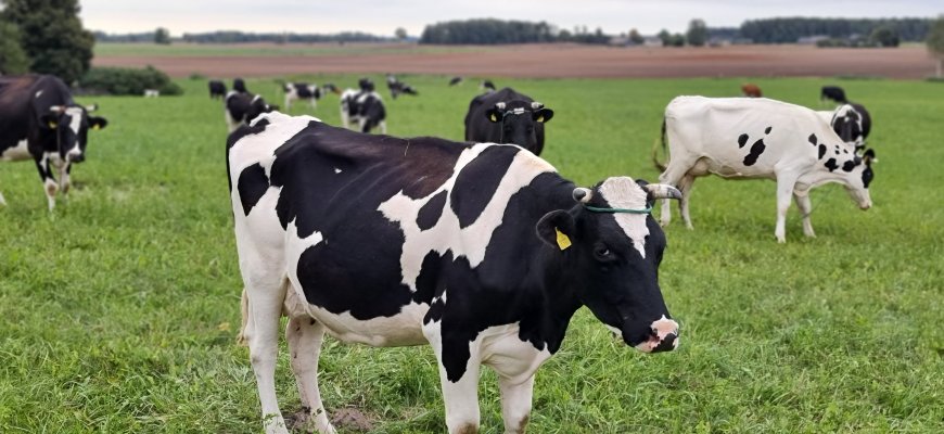 ŽŪM: 10,66 mln. eurų ES parama – ūkiams, gaunantiems iki 40 centų už litrą pieno
