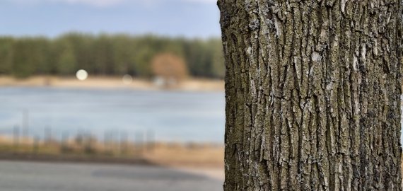 Seimas linkęs leisti privačią žemę perimti želdynams