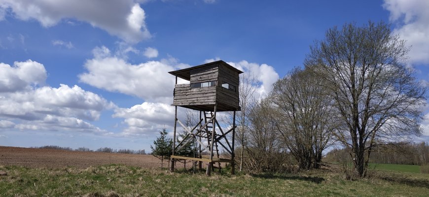 Šį sezoną daugiau nei pusšimčiu ketinama didinti vilkų sumedžiojimo limitą
