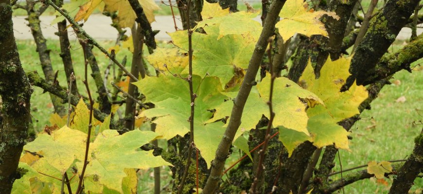 Pakeistos želdinių veisimo taisyklės sklypų savininkams padės išvengti tarpusavio ginčų