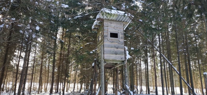 Vilkų medžioklės sezonas artėja prie pabaigos