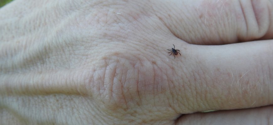 Nemokama vakcina nuo erkinio encefalito jau pasinaudojo tūkstančiai gyventojų – specialistai ragina nedelsti