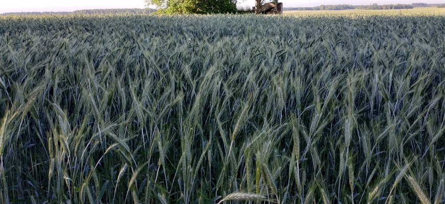 ŽŪM: pasėlių deklaravimas prasidės gegužės 2 dieną – dviem savaitėm vėliau