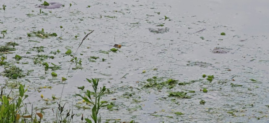Amūrai mėgaujasi šviežiai nupjauta žole (foto+video)