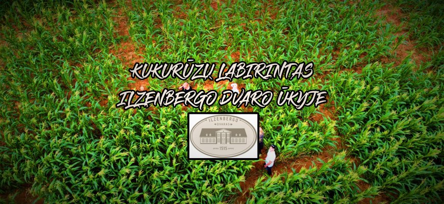 Ilzenbergo dvaro ūkyje pradėjo veikti kukurūzų labirintas (video+foto)