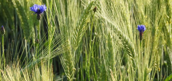 Žemės ūkio ministerija skirs stipendijas savo ateitį su žemės ūkiu ketinantiems susieti studentams