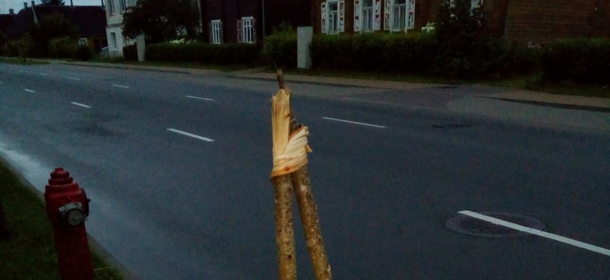 Respublikos gatvėje vėl kenčia liepaitės