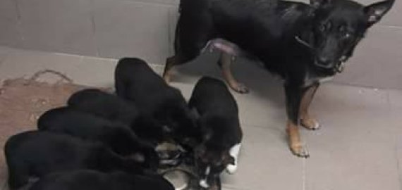 Mažoji šeimynėlė jau nebešals sename šaldytuve