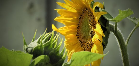 Su rugsėjo 1-ąja, lopšelio-darželio „Varpelis“ bendruomene!