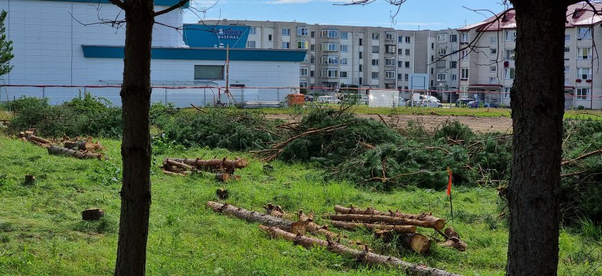 Rokiškio sporto komplekso statybvietėje iškirsti medžiai (video+foto)