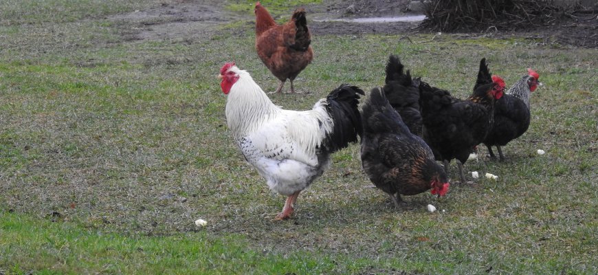 Kaimyninius rajonus baugina fiksuoti paukščių gripo atvejai