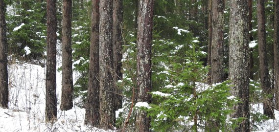 Miškininkai įspėjo, kokią staigmeną paruošė nelegaliems eglučių kirtėjams