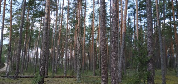 Dalyje Lietuvos miškų kyla gaisringumo grėsmė, Rokiškio miškininkai dar ramūs