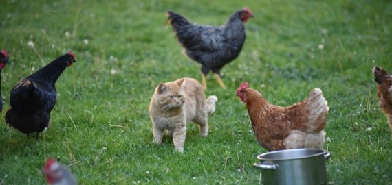 Lietuvoje bus uždrausta išleisti paukščius į lauką