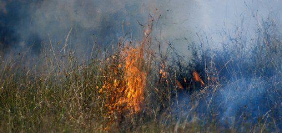 Deginti žolę tampa