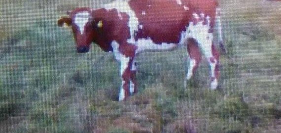 Mįslingai dingo karvė