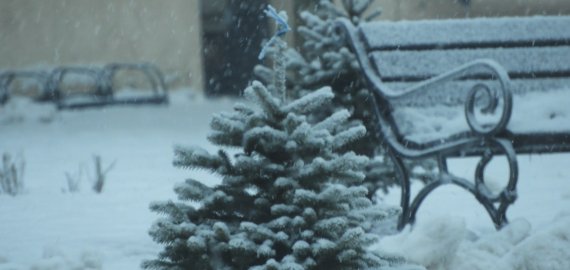 Miškininkai perspėja: už savavališkai nukirstą eglę lauks bauda