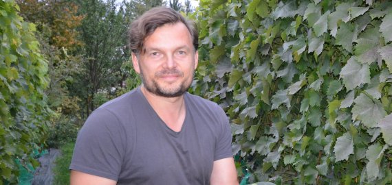 Trečiąsyk derlius nuimtas ir didžiausiu Lietuvoje vadinamame vynuogyne Rokiškio rajone