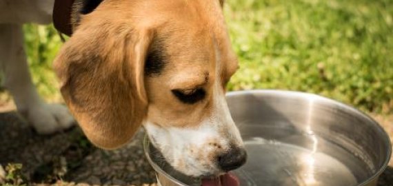 Kaip per karščius apsaugoti gyvūnus?