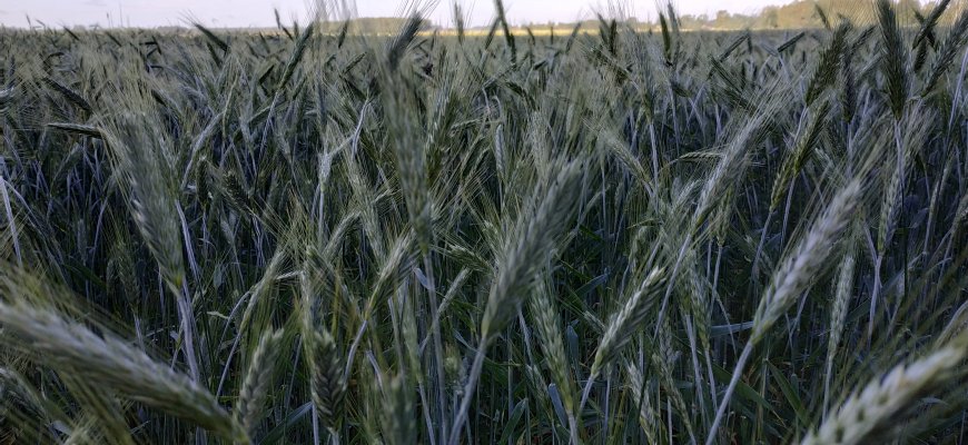 Parama smulkiųjų ūkių bendradarbiavimui: kur du stos, ten visada daugiau naudos