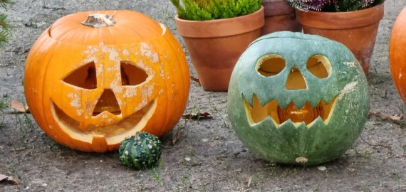 Kviečia prisidėti prie tradicijos Juodupėje - „Šviečiančių moliūgų kiemas