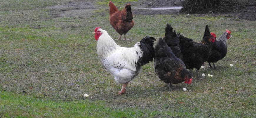 Paukščių gripo rizika Lietuvoje išlieka didelė