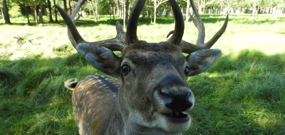 Muziejus kviečia rokiškėnus palepinti danielius gilėmis