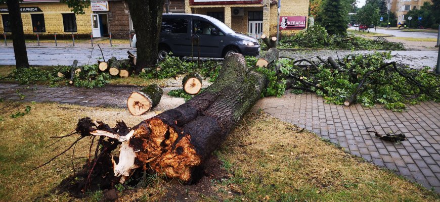 Pamoka medžių mylėtojams: škvalas užvertė medį tiesiai ant gatvės (foto +video)