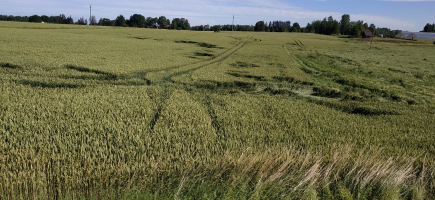 Draudikai primena: derliaus saugumu reikia pasirūpinti pavasarį