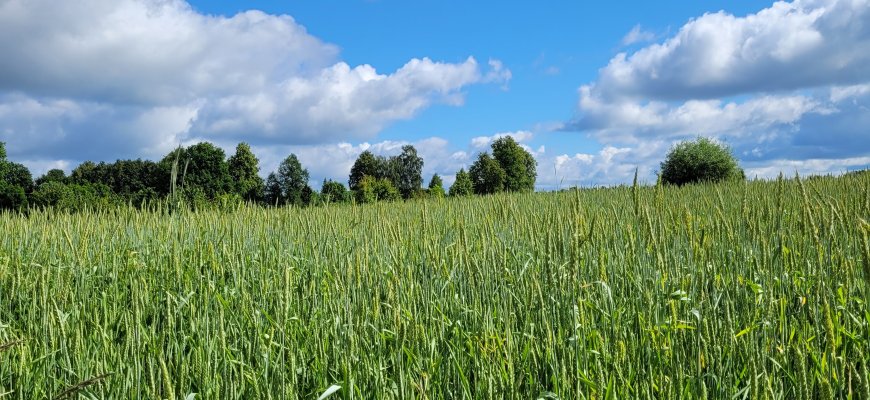 Žemės ūkio aktualijos – nuo melioracijos iki pasėlių deklaravimo