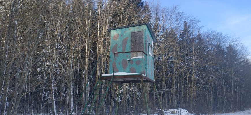 Sumedžiojus 190 vilkų, stabdomas jų medžioklės sezonas