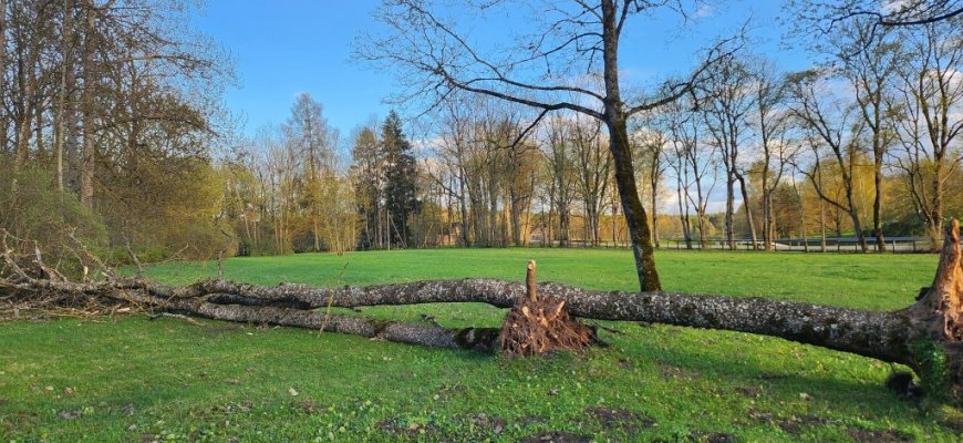 Miškininkai suskaičiavo vėtros padarytus nuostolius, „Eso“ jau likvidavo padarinius