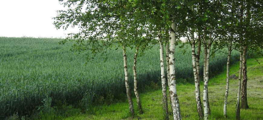 Žemdirbių tiesioginėms išmokoms siūlomos 150 tūkst. eurų lubos