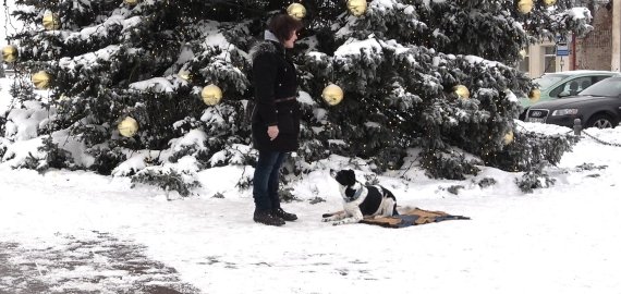 Šunų dresūra. Komanda GULĖT (video)