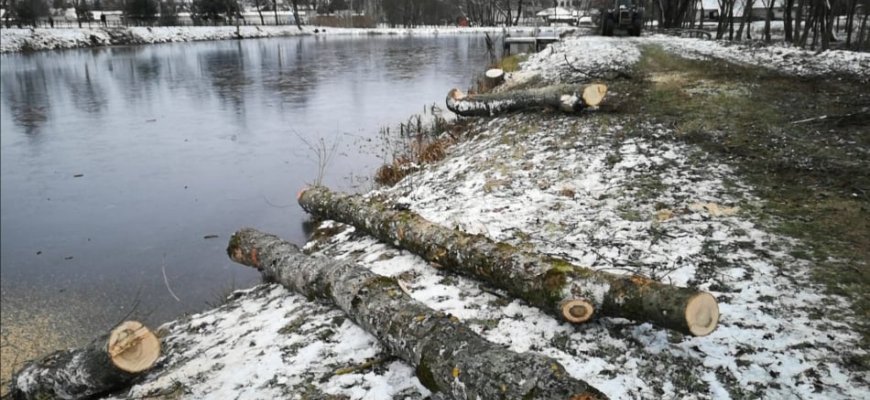 Suskaičiuota bebrų padaryta žala: teko atsisveikinti su 27 medžais (video)