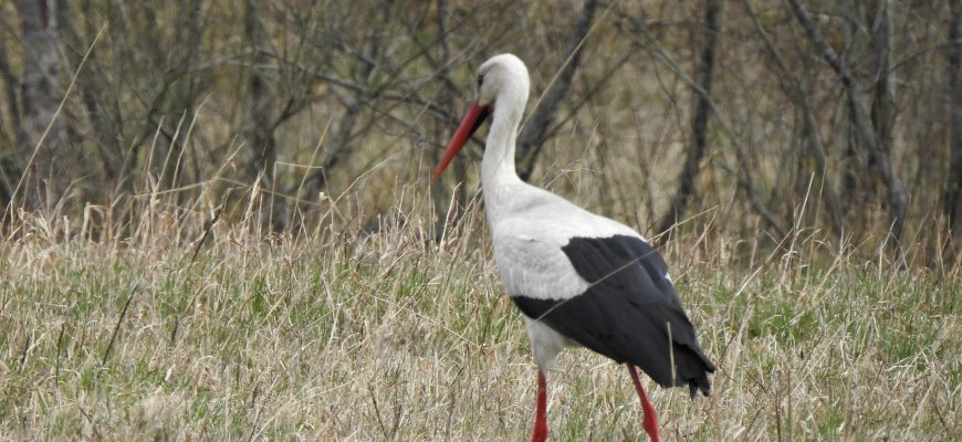 Į Lietuvą grįžtančių gandrų laukia saugesni lizdai