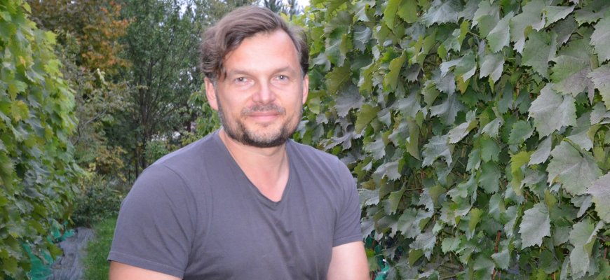 Trečiąsyk derlius nuimtas ir didžiausiu Lietuvoje vadinamame vynuogyne Rokiškio rajone