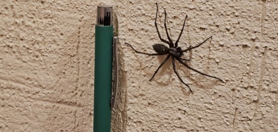 Nepanikuokite – tai tik kampavoris: pažintis su didžiuoju namų gyventoju (video+foto)