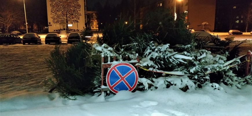 Šventinių eglučių surinkimo vietos: žaliaskarių laukia visą šią savaitę