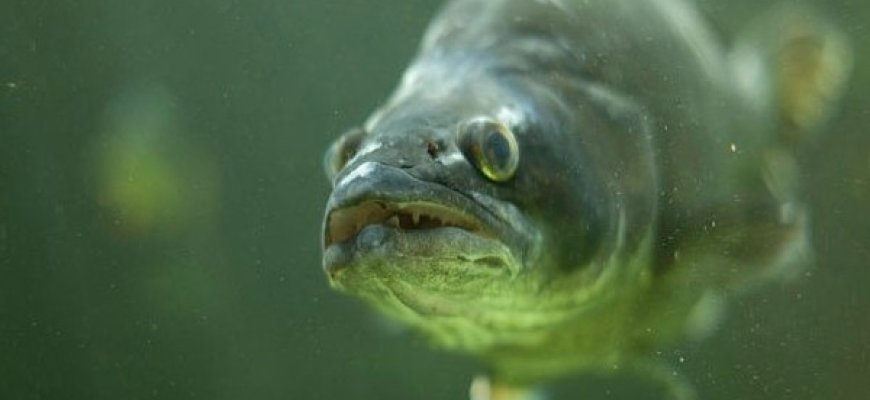 Priminimas žvejams mėgėjams: leidžiama sužvejoti nebe penkis, o tik tris sterkus