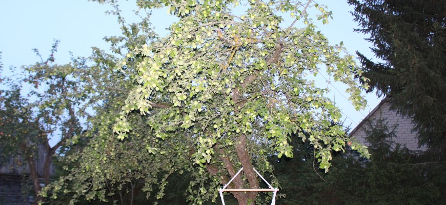 Rajono soduose pavasario šalnos gerokai paveikė obuolių derlių