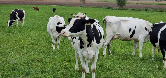 Gruodį toliau augusi pieno supirkimo kaina viršijo rekordą