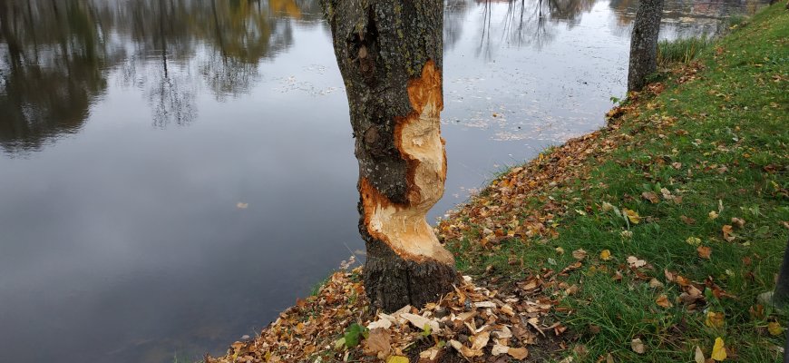 Muziejaus aplinką patvarkė bebrai: jų nugraužtus medžius teks pjauti (video+foto)