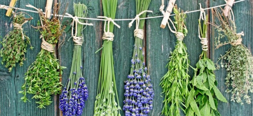 Žoliniai preparatai – kur kas efektyvesni nei homeopatiniai?