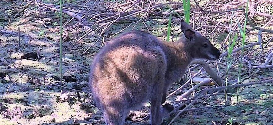 Birutė Dapkienė prašo pagalbos: dingo kengūriukas